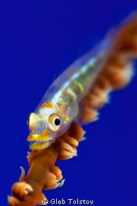 Goby in blue by Gleb Tolstov 